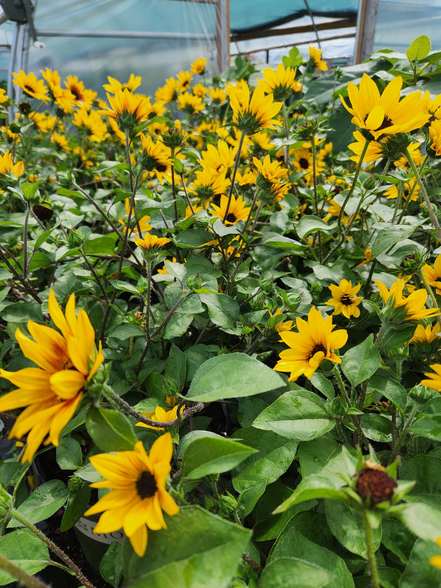 Sunflower, Dwarf 'Sunbelivable Brown Eyed Girl' (Helianthius)