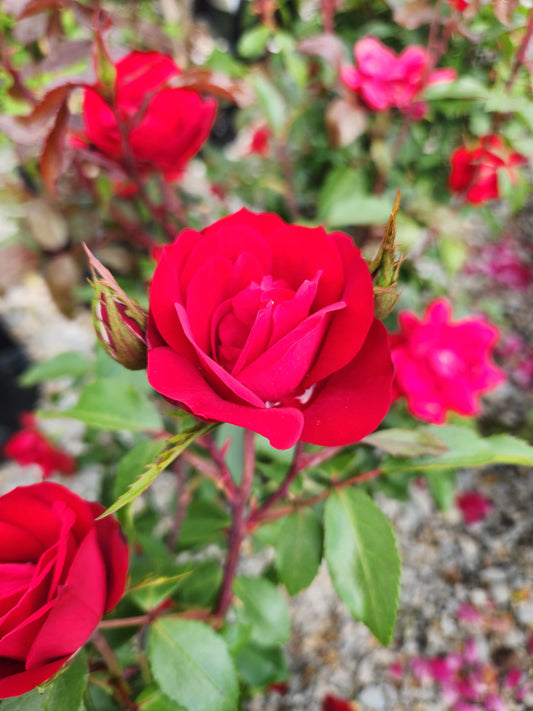 Rose, Shrub 'Grace N' Grit Red' (Rosa)