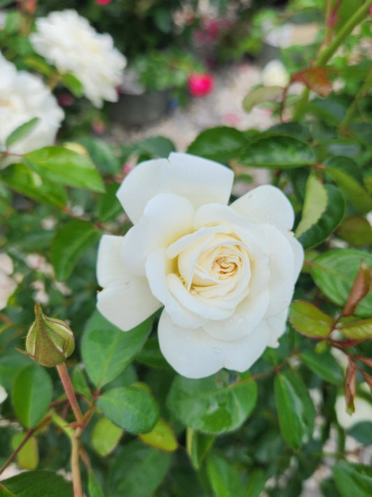 Rose, Shrub 'Grace N' Grit White' (Rosa)