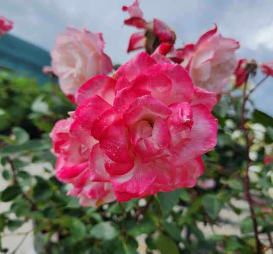 Rose, Shrub 'Grace N' Grit Pink Bicolor' (Rosa)