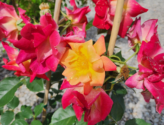Rose, Climbing 'Joseph's Coat' (Rosa)