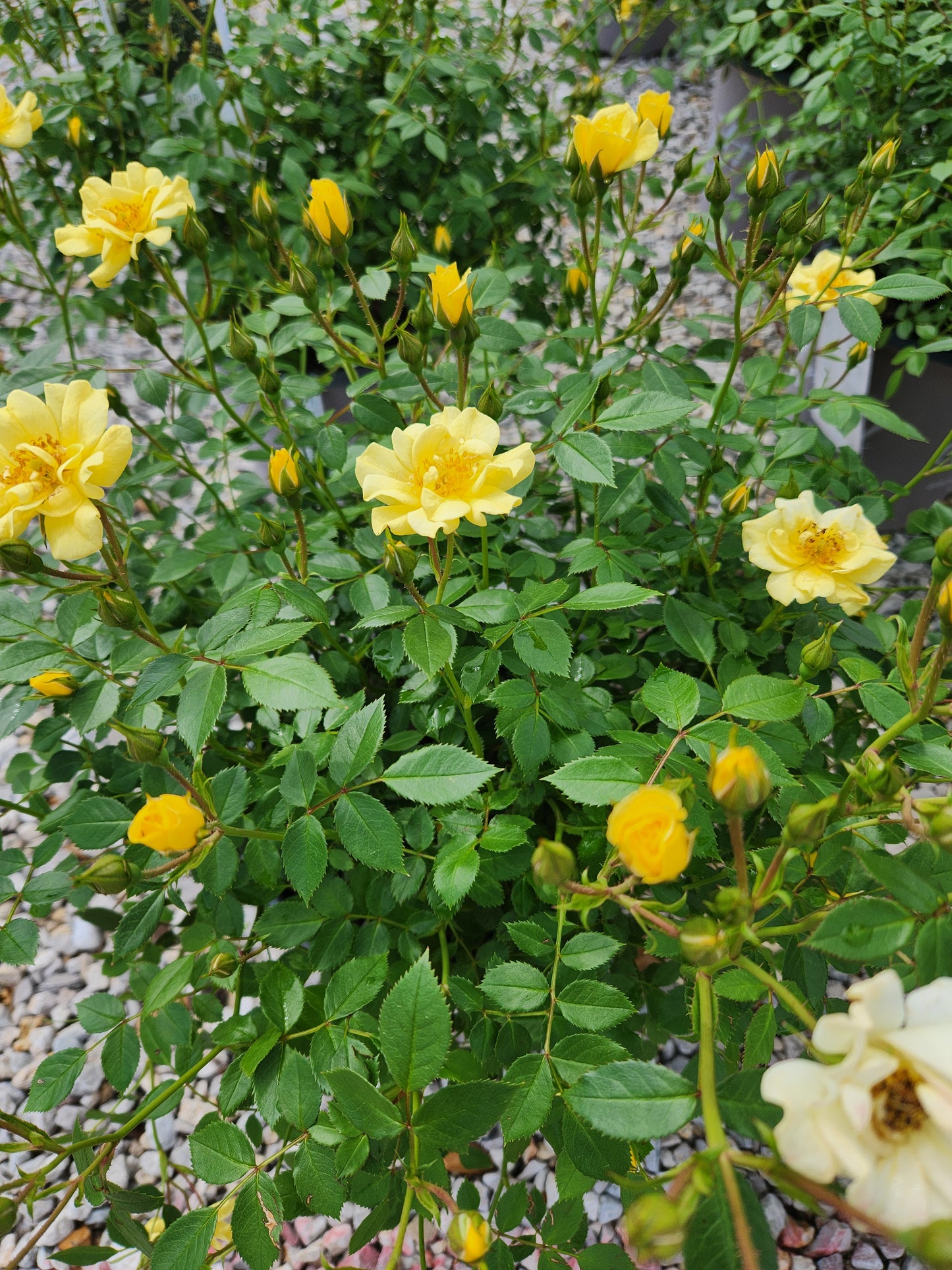 Rose, Shrub 'Grace N' Grit Yellow' (Rosa)