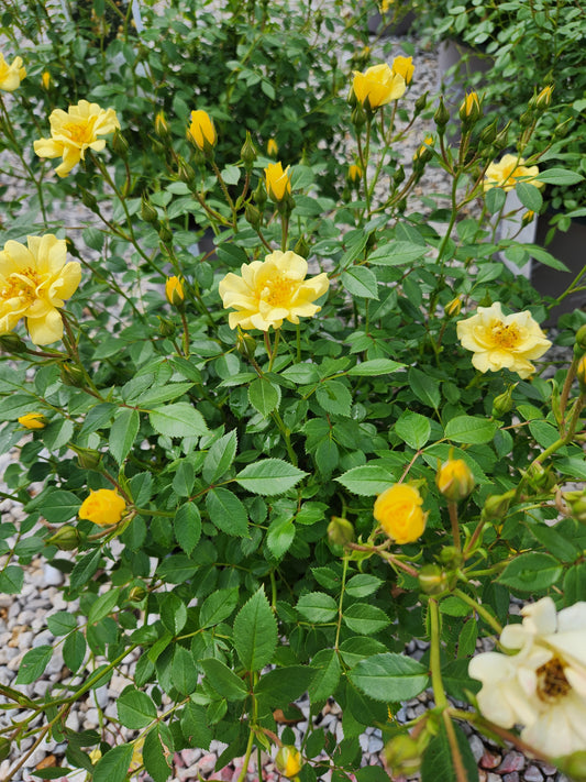 Rose, Shrub 'Grace N' Grit Yellow' (Rosa)