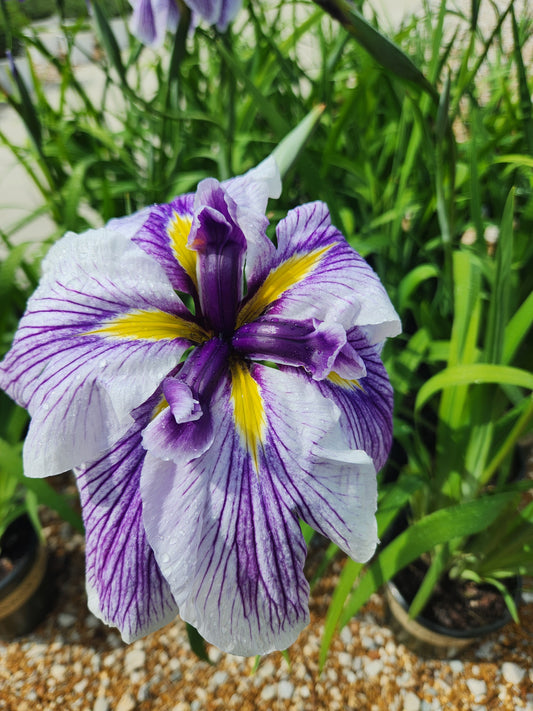 Iris, Japanese Water 'Butterflies n Flight' (Iris)