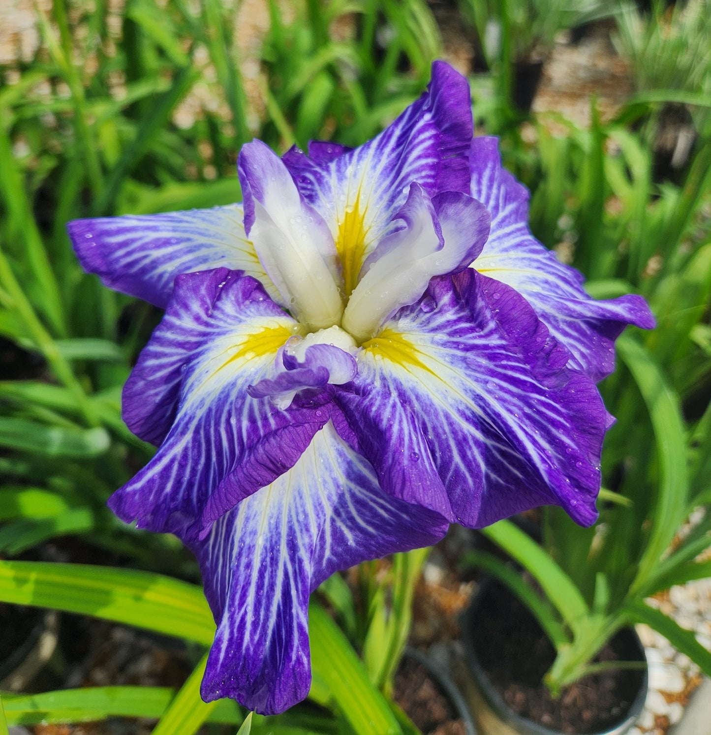 Iris, Japanese Water 'Cascade Spice' (Iris)