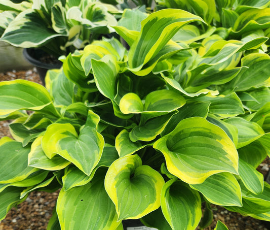 Plantain Lily 'Golden Tiara' (Hosta)