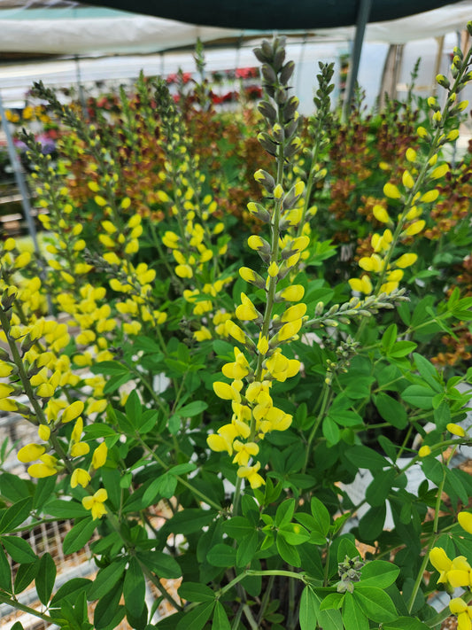 False/ Wild Indigo Decadence Series 'Lemon Meringue' (Baptisia)