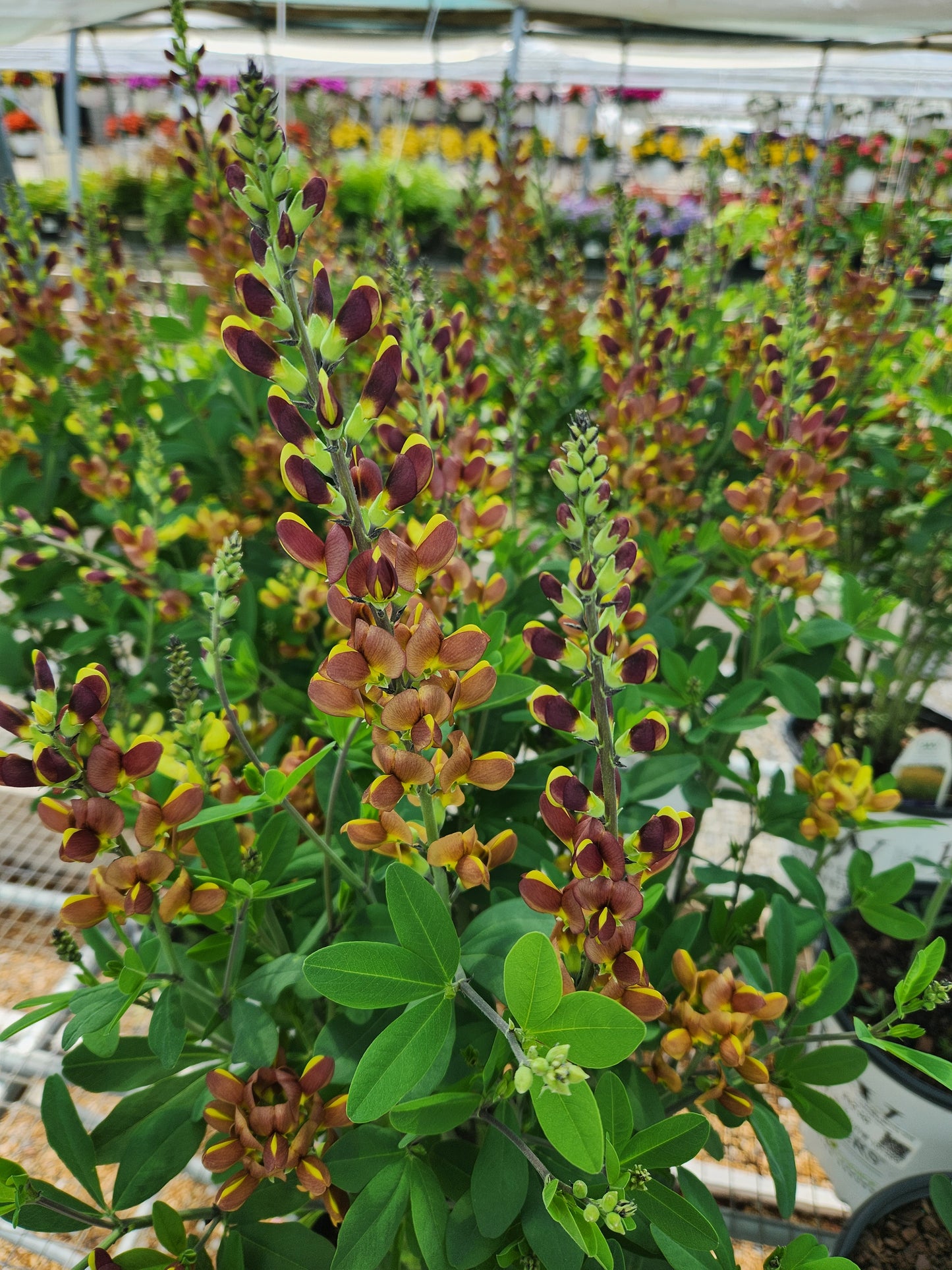 False/ Wild Indigo 'Cherries Jubilee' (Baptisia)