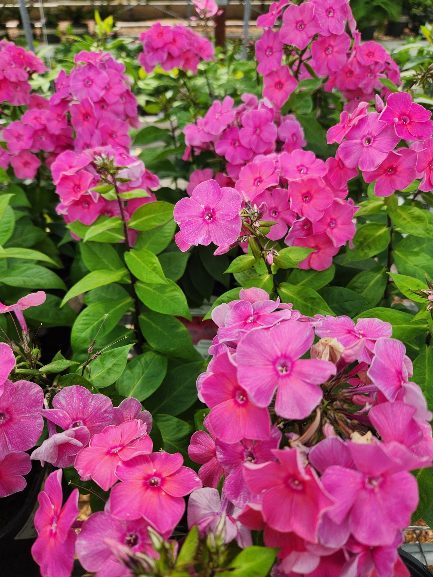 Phlox, Tall Garden 'Ka-Pow Pink' (Phlox)