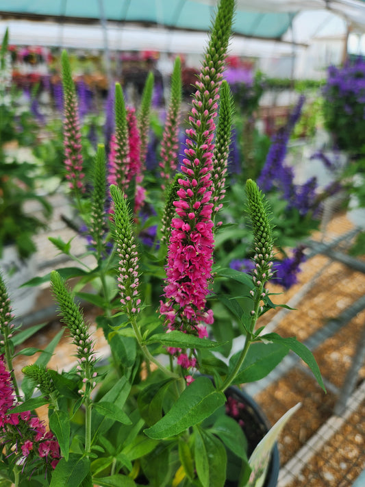Speedwell, Spiked 'Vernique Raspberry' (Veronica)