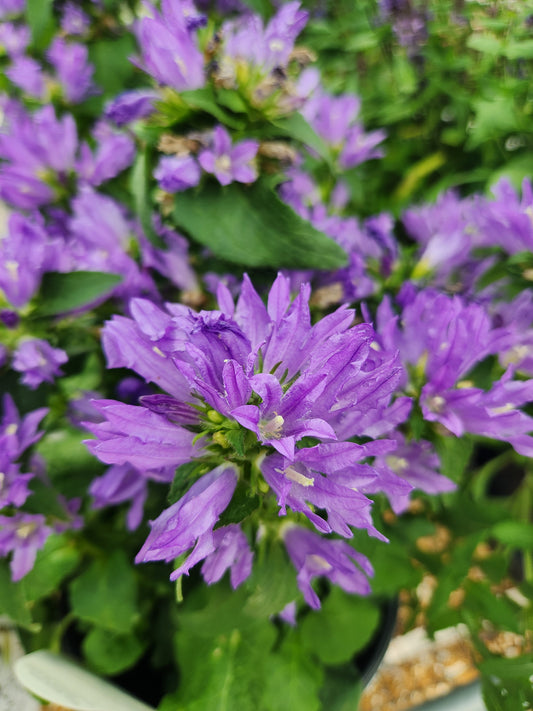 Bellflower, Clustered 'Bells and Whistles' (Campanula)