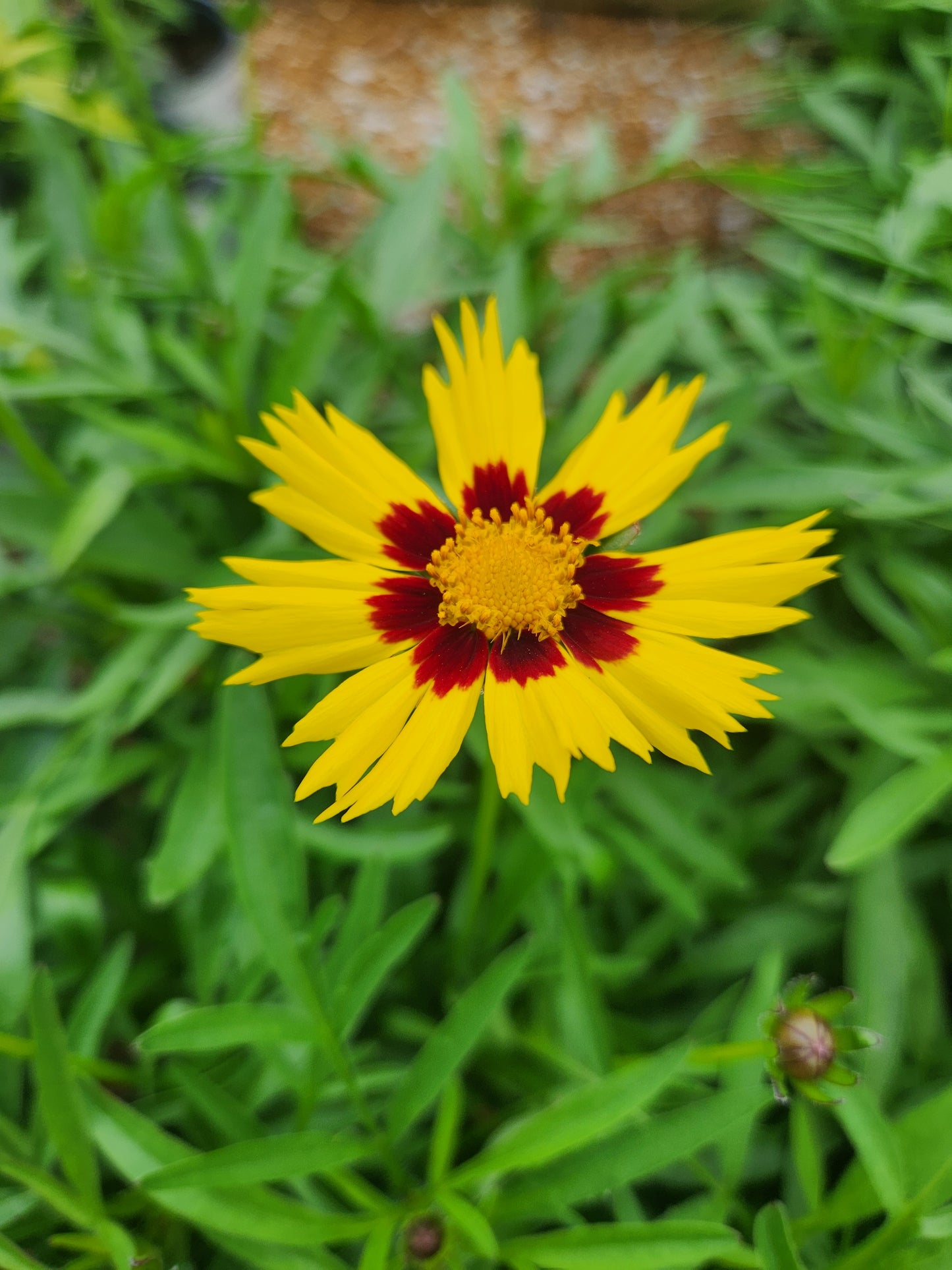 Tickseed, Large Flowered 'Sunkiss' (Coreopsis)
