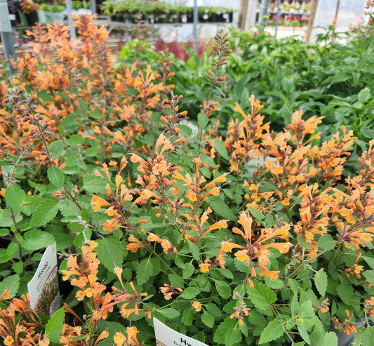 Hyssop, Mexican/ Hummingbird Mint 'Betterbuzz Amber' (Agastache)