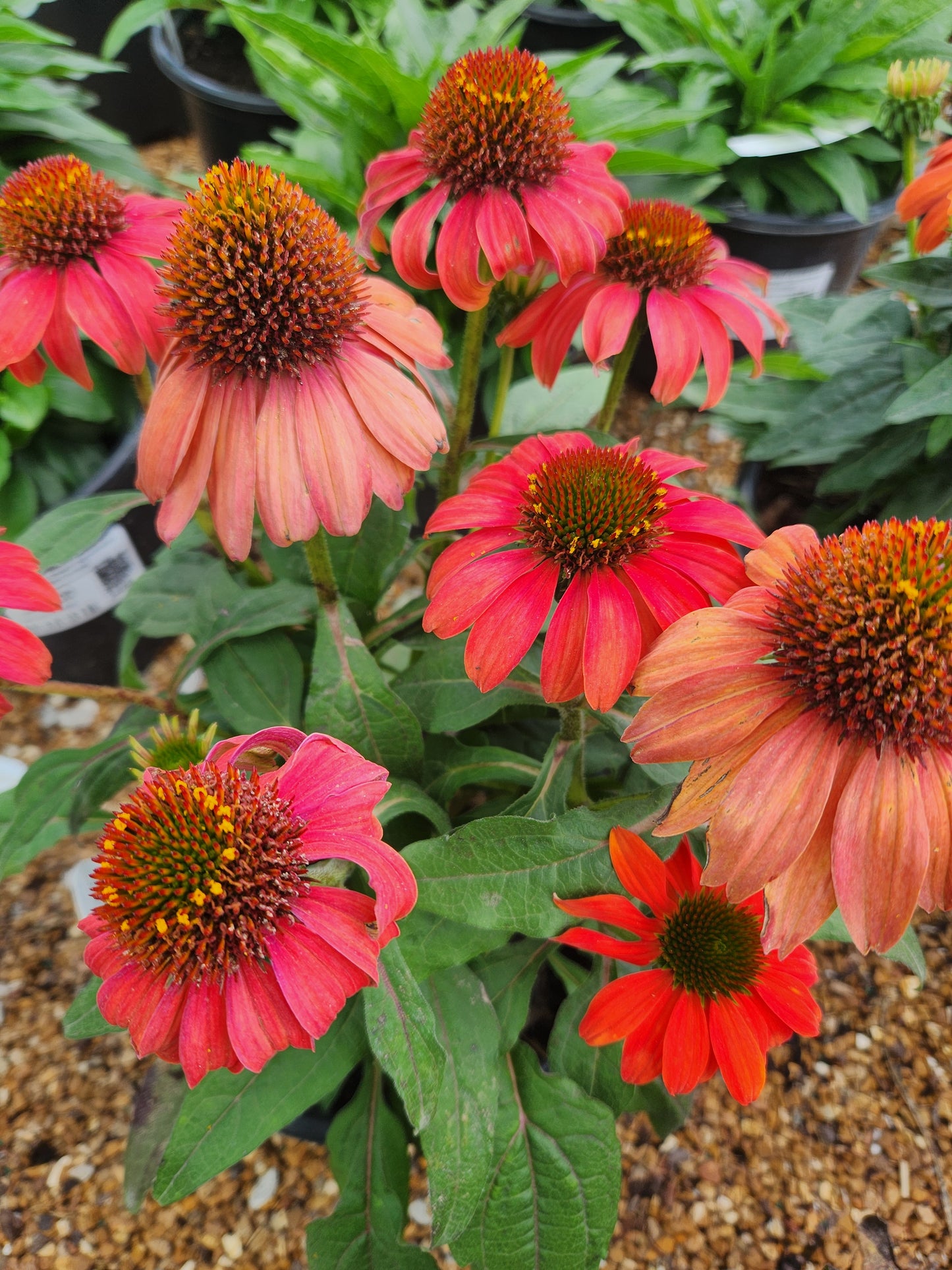 Coneflower, 'Summersong Firefinch' (Echinacea)
