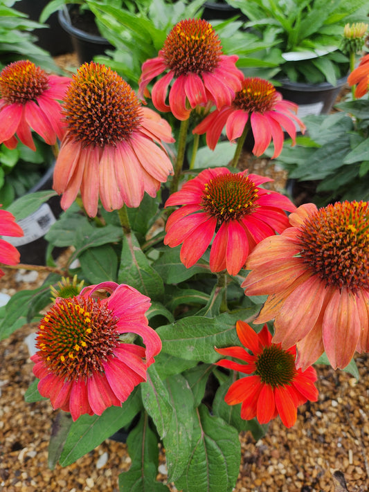 Coneflower, 'Summersong Firefinch' (Echinacea)