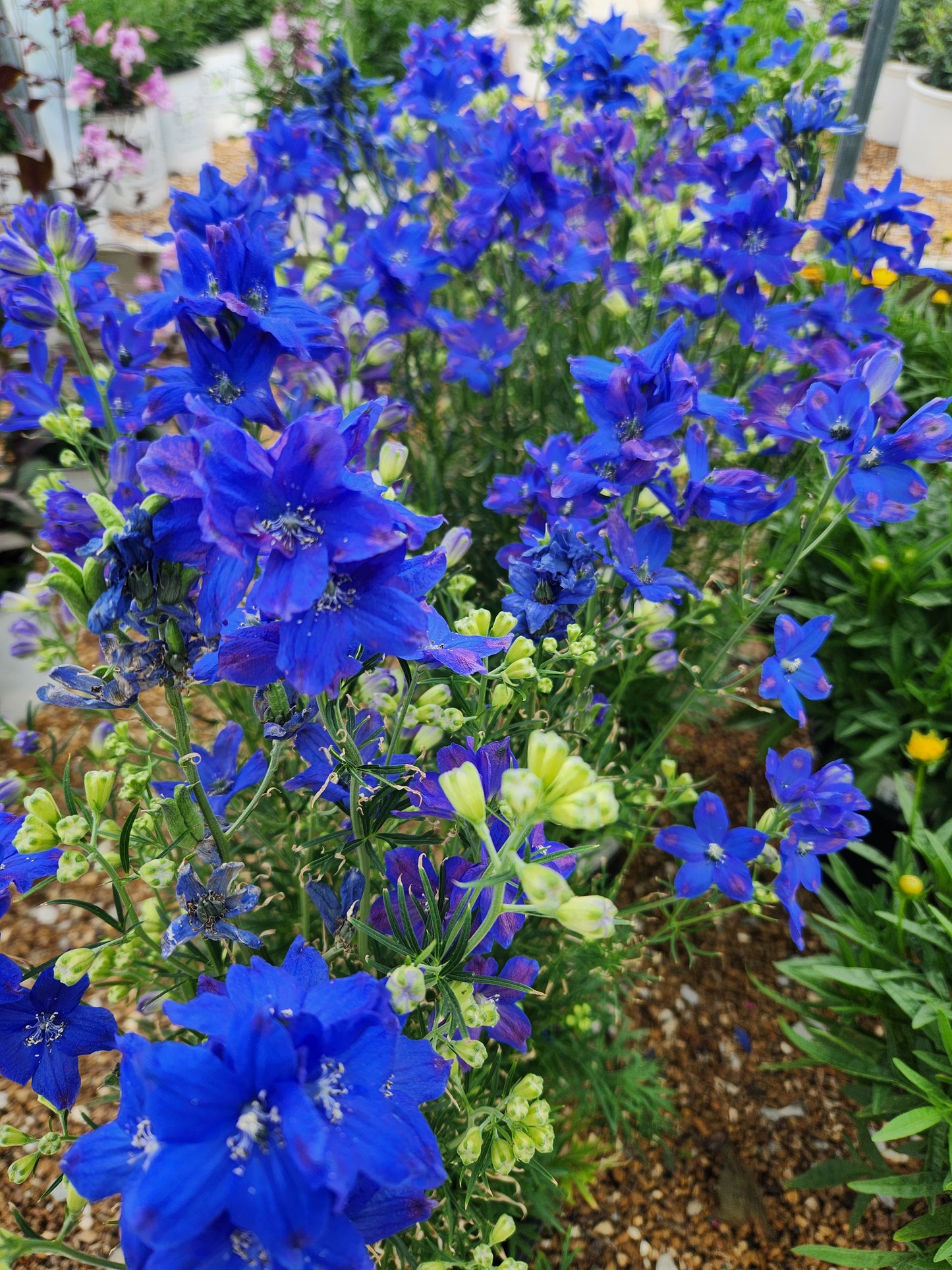 Larkspur, Siberian 'Diamonds Blue' (Delphinium)