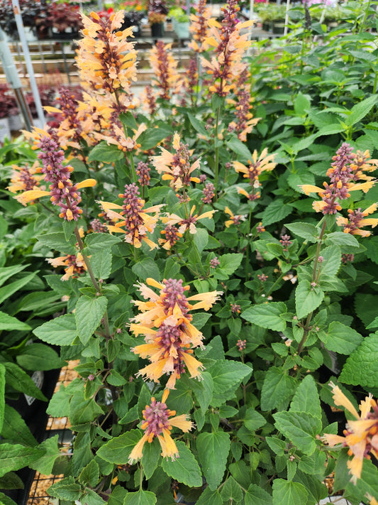 Hyssop, Anise/ Hummingbird Mint 'Meant to Bee Queen Nectarine' (Agastache)
