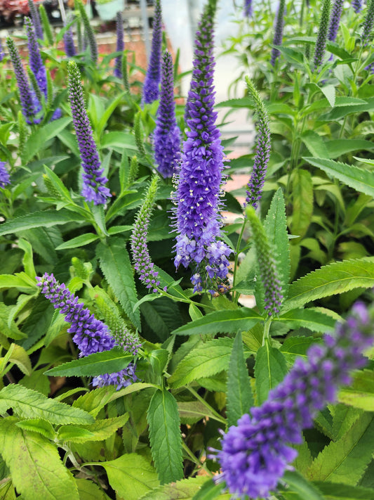 Speedwell, Spiked 'Vernique Shining Sea' (Veronica)