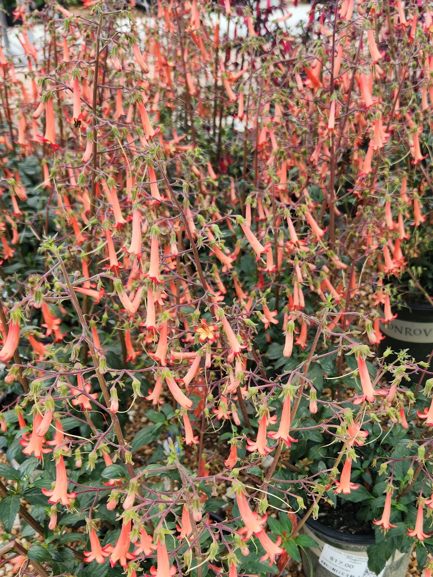 Fuchsia, Hardy Cape "Colorburst Series" (Phygelius)