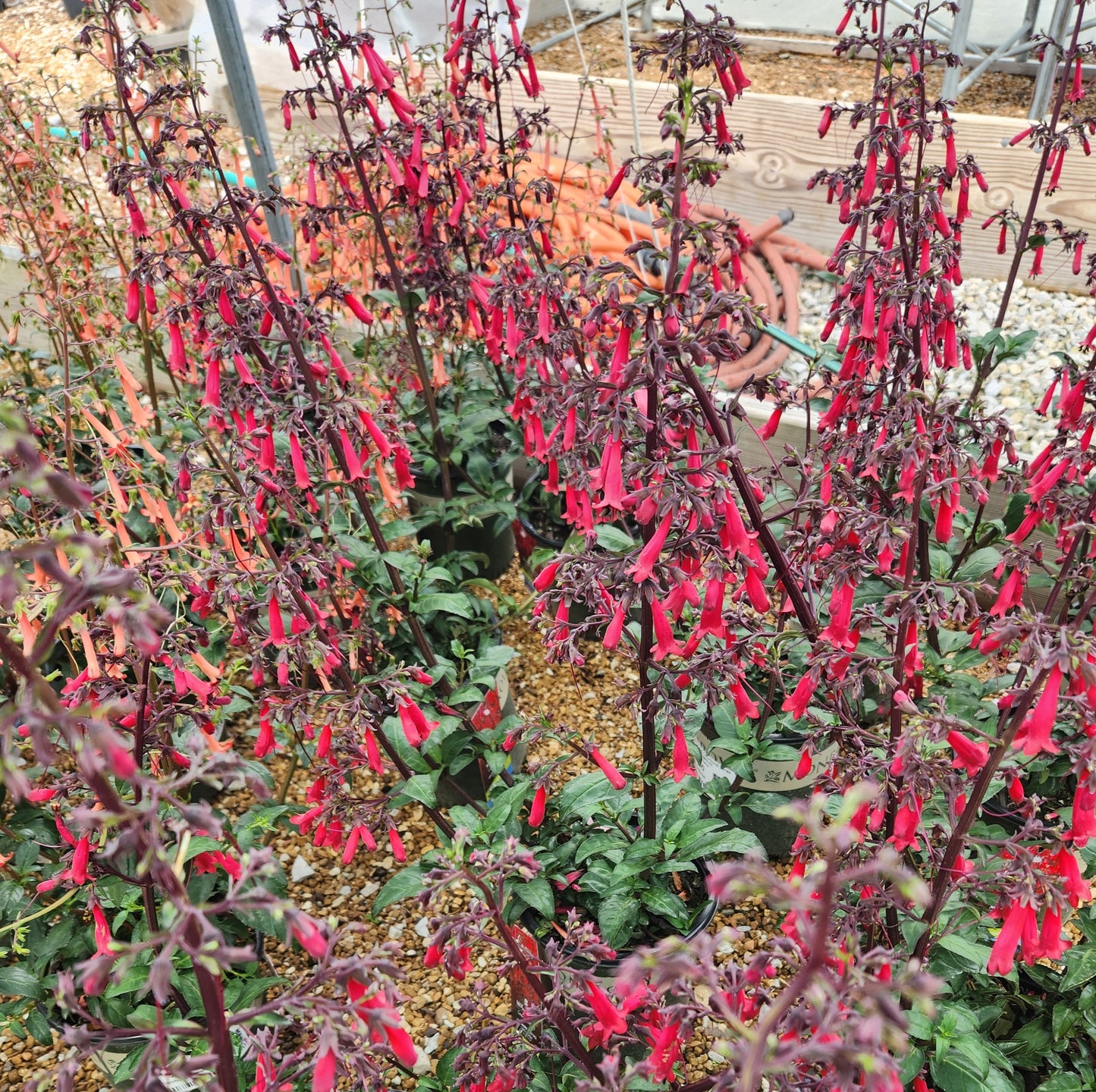 Fuchsia, Hardy Cape "Colorburst Series" (Phygelius)