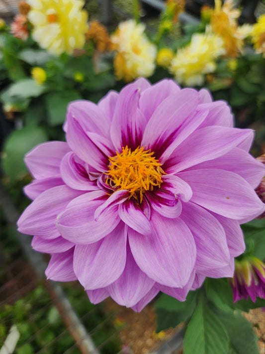 Dahlia, Garden Varieties (Dahlia)