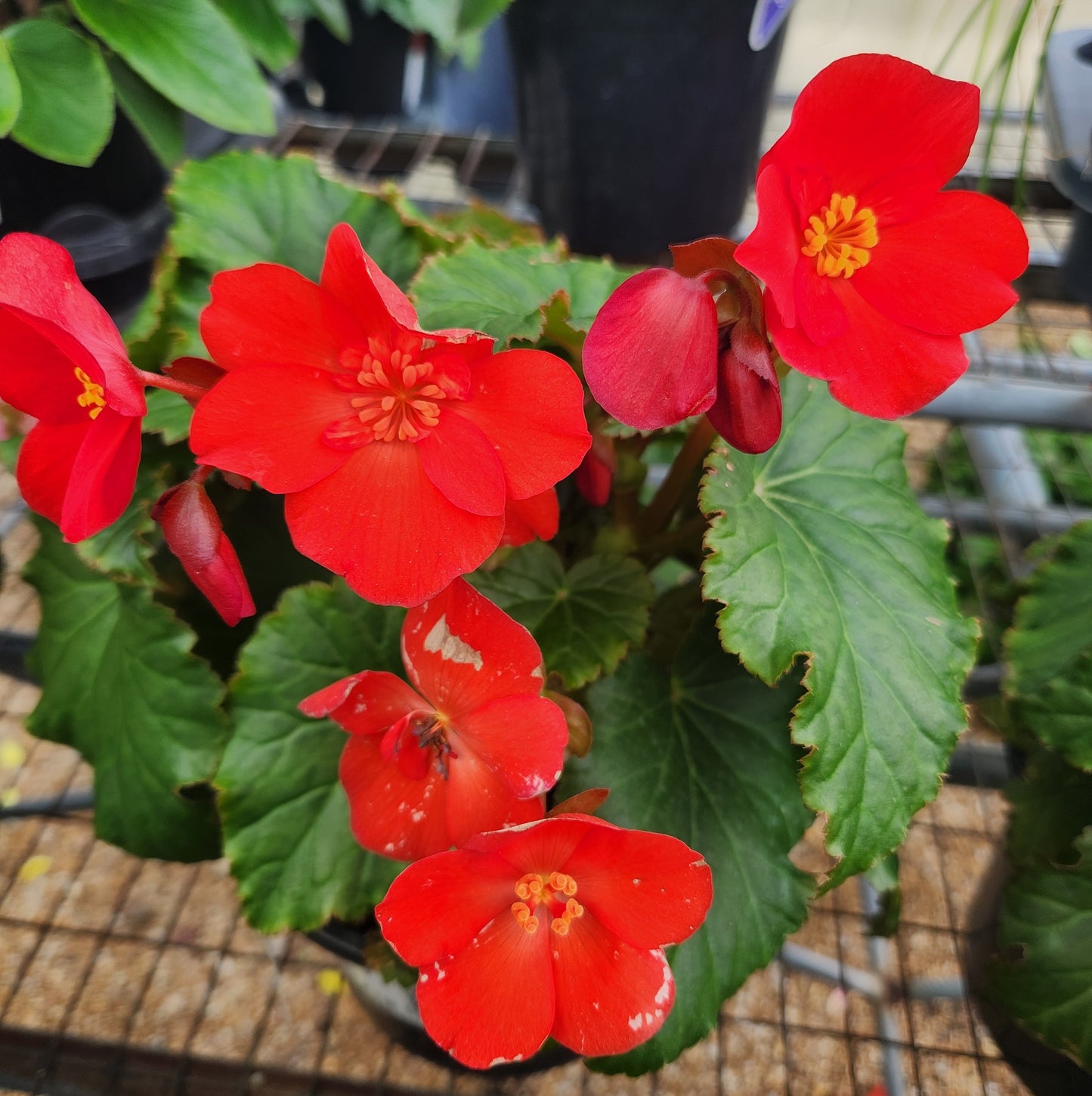 Begonia, Rieger / Hiemalis 'Dreams Garden MacaRouge' (Begonia)