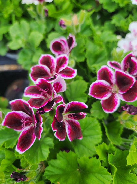 Geranium, Martha Washington 'Regal Elegance Series' (Pelargonium)