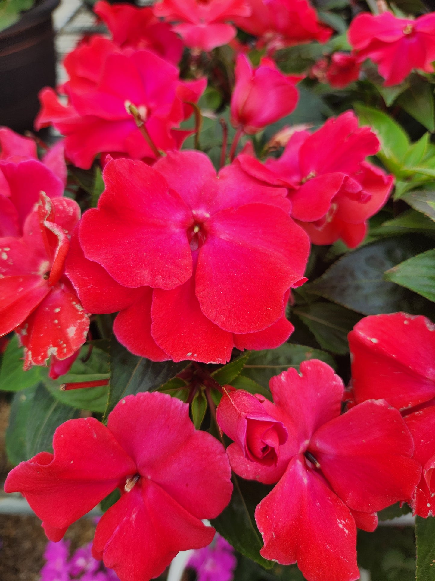 Impatiens, New Guinea Roller Coaster Series (Impatiens)