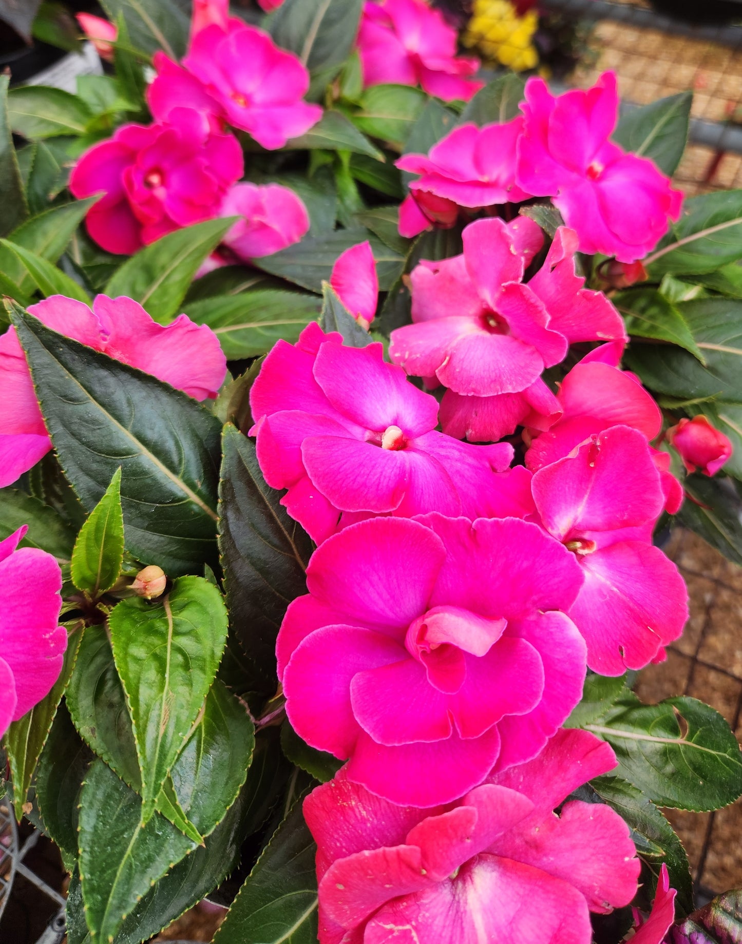 Impatiens, New Guinea Roller Coaster Series (Impatiens)