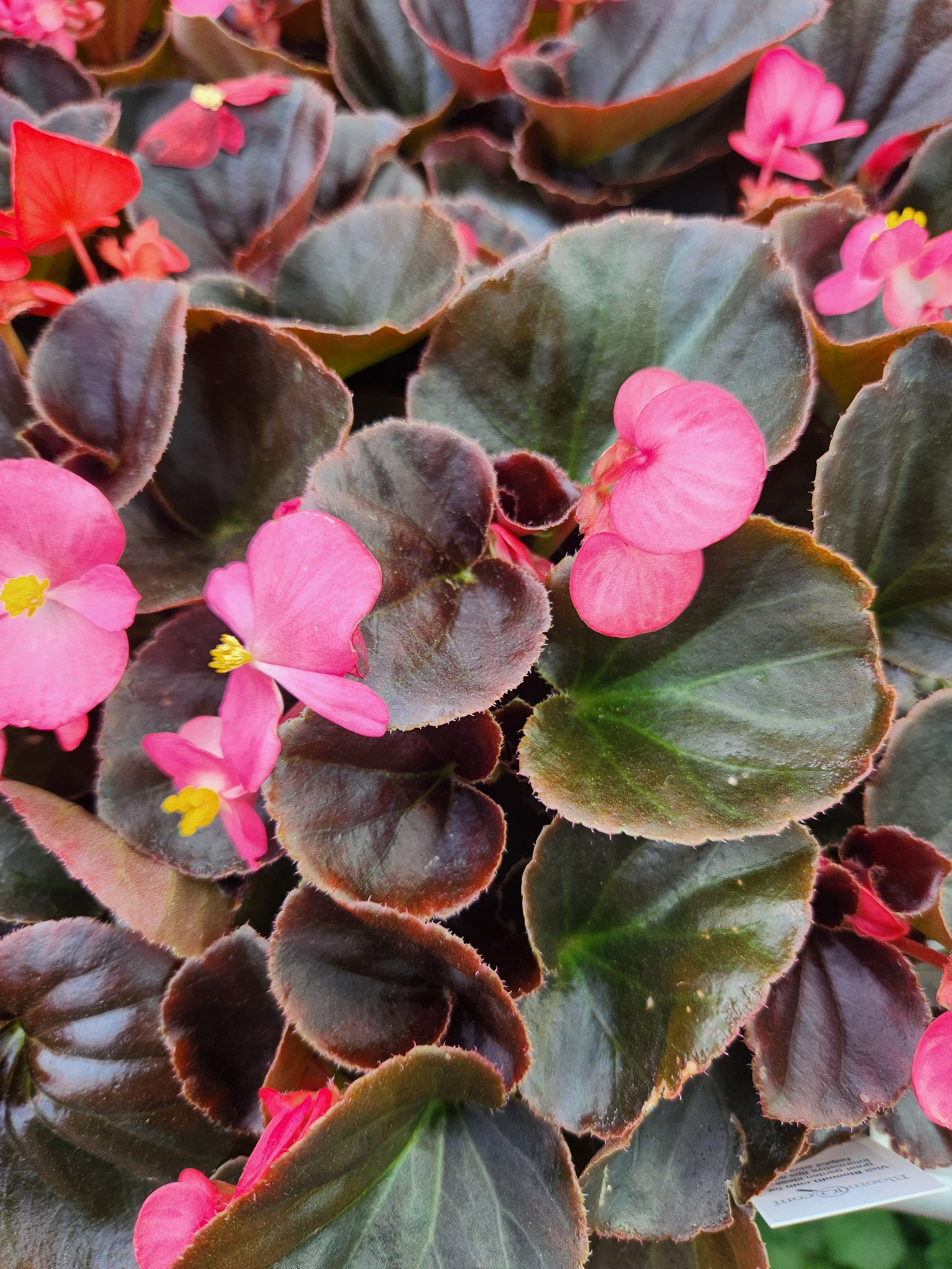 Begonia, Wax (Begonia) – Passiglia Landscape, Nursery & Garden Center