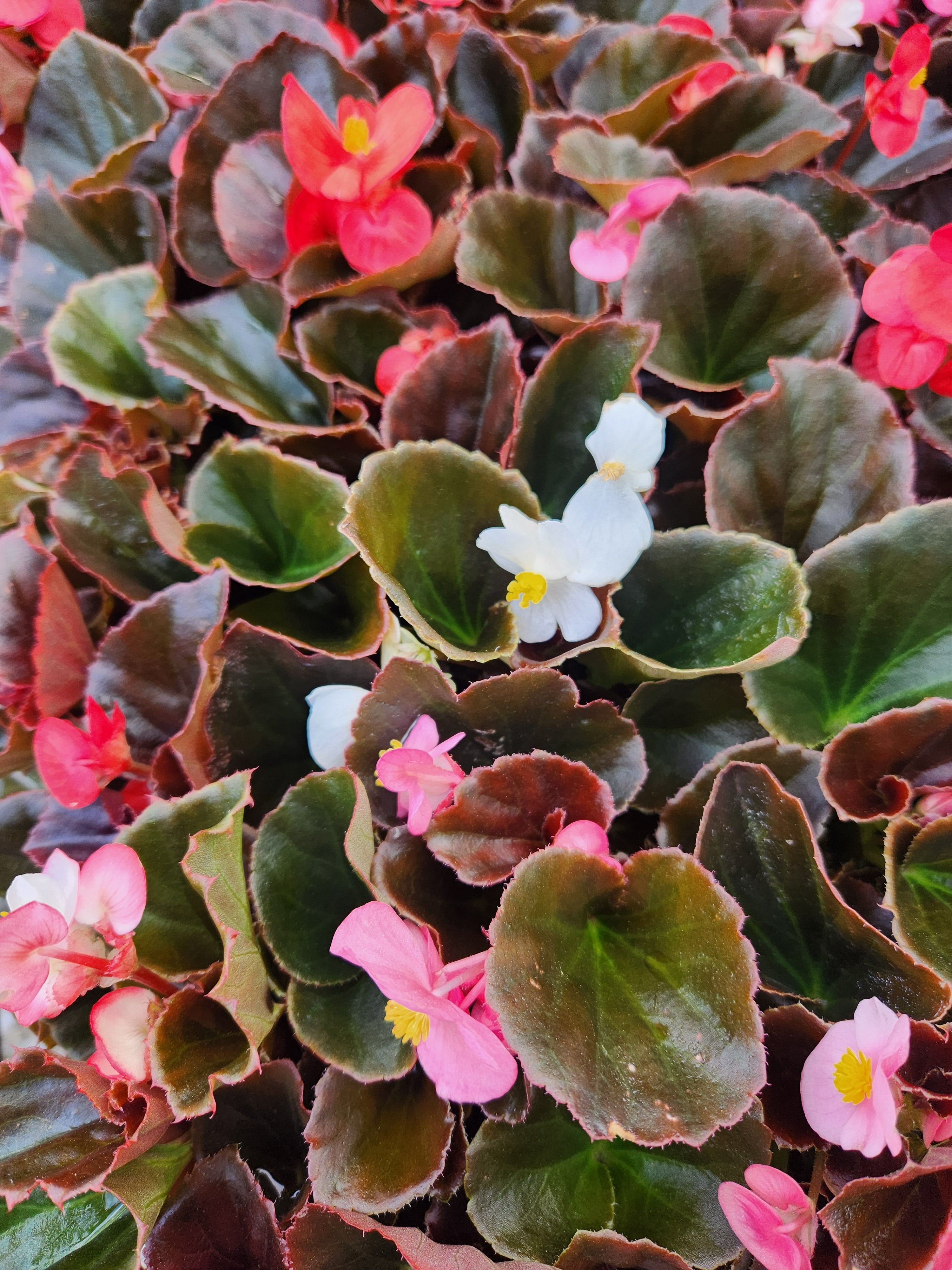 専用❣️Begonia Surefire® Cherry Cordial™ - Begonia x hybrida | Proven Winners