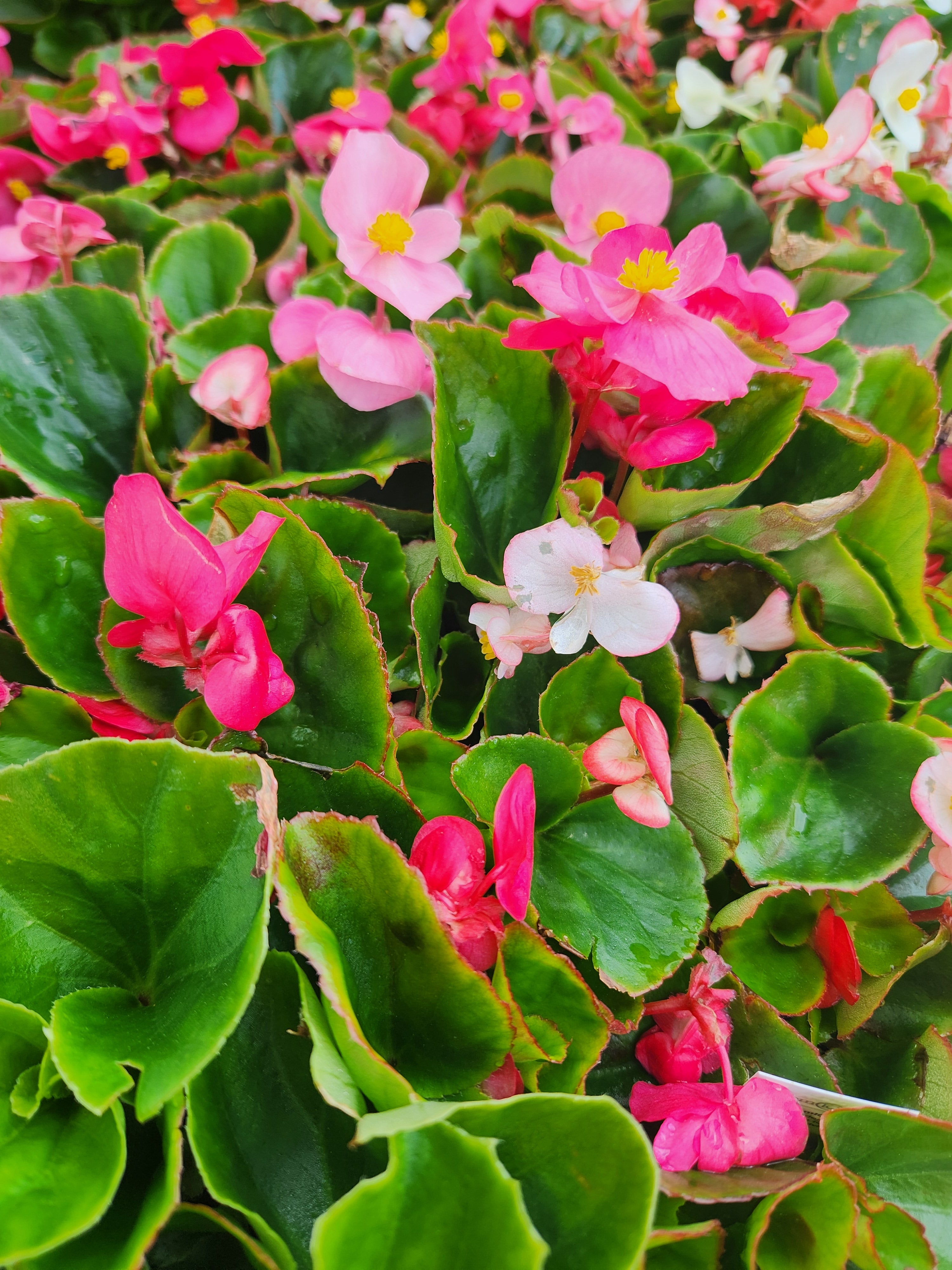 Begonia, Wax (Begonia) – Passiglia Landscape, Nursery & Garden Center