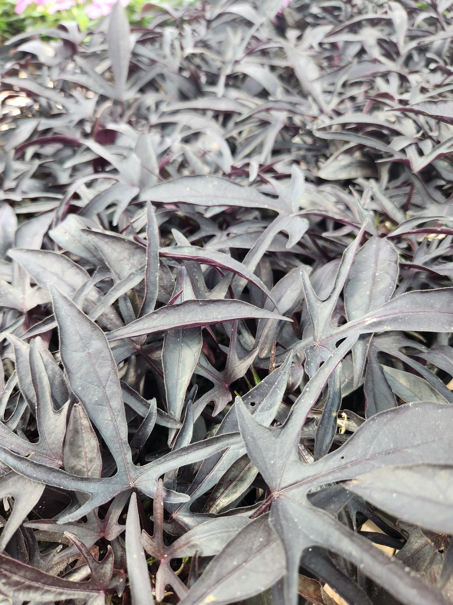 Potato Vine, Ornamental (Ipomoea)