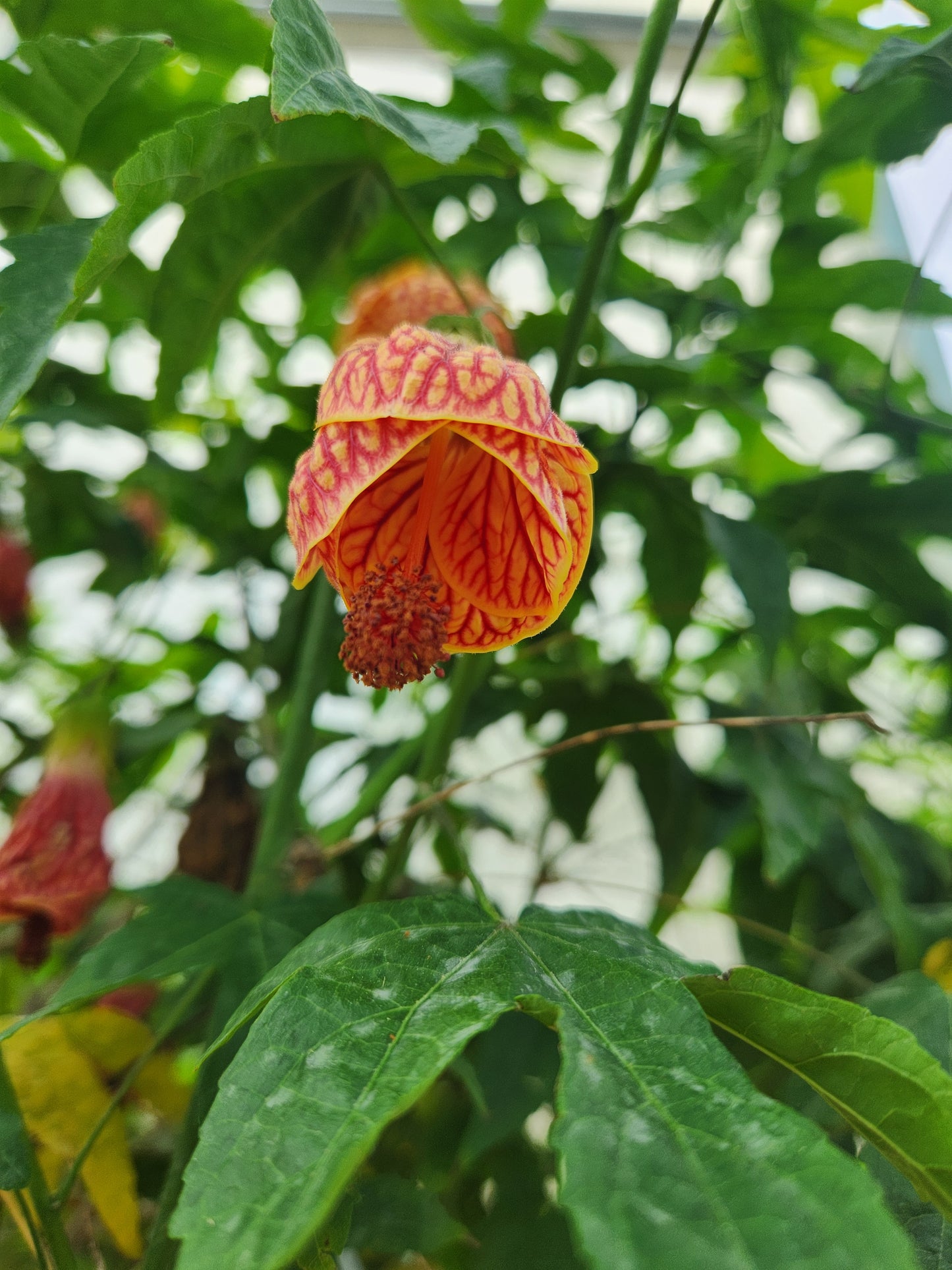 Flowering-Maple, Tropical (Abutilon)