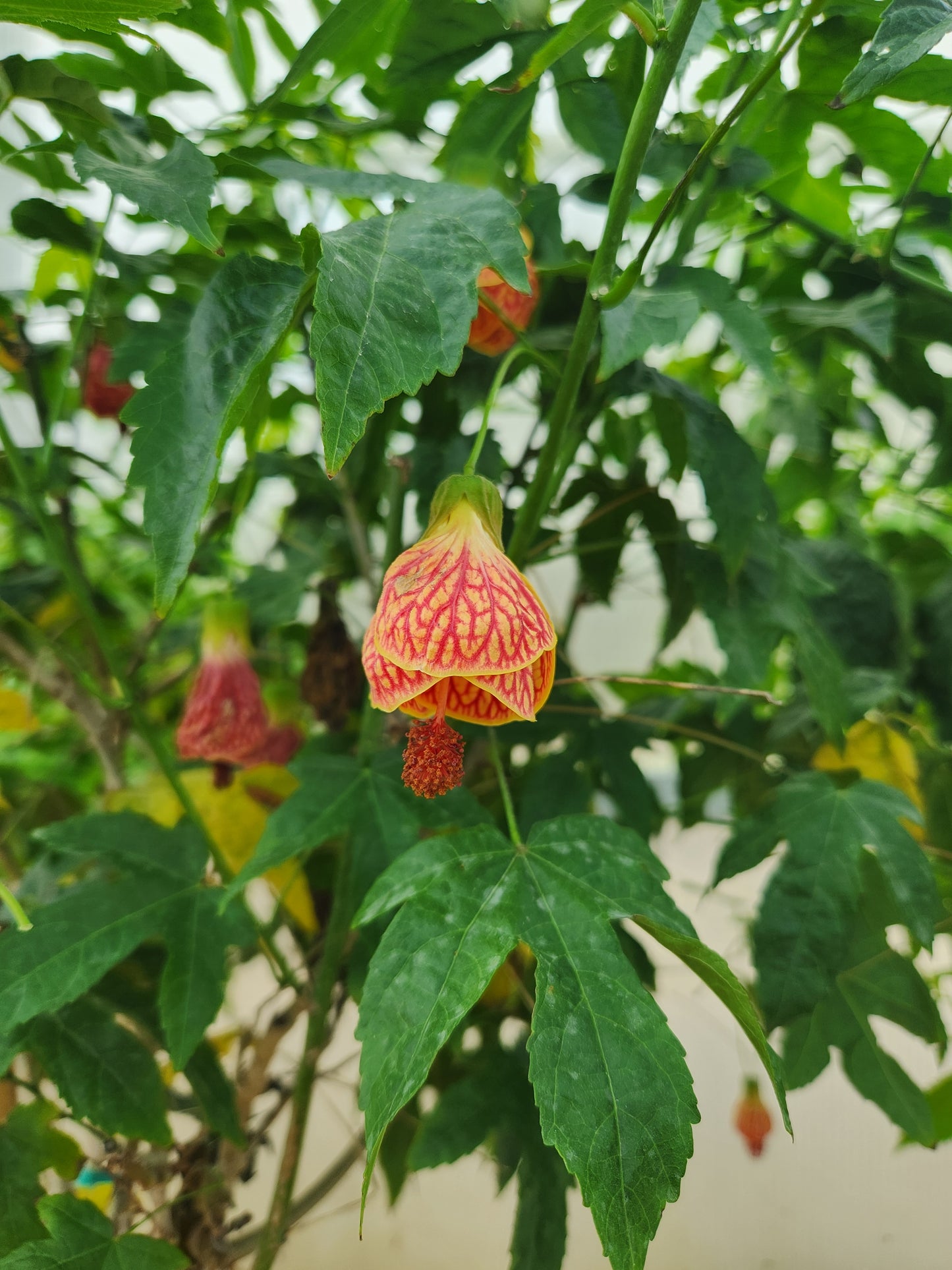 Flowering-Maple, Tropical (Abutilon)