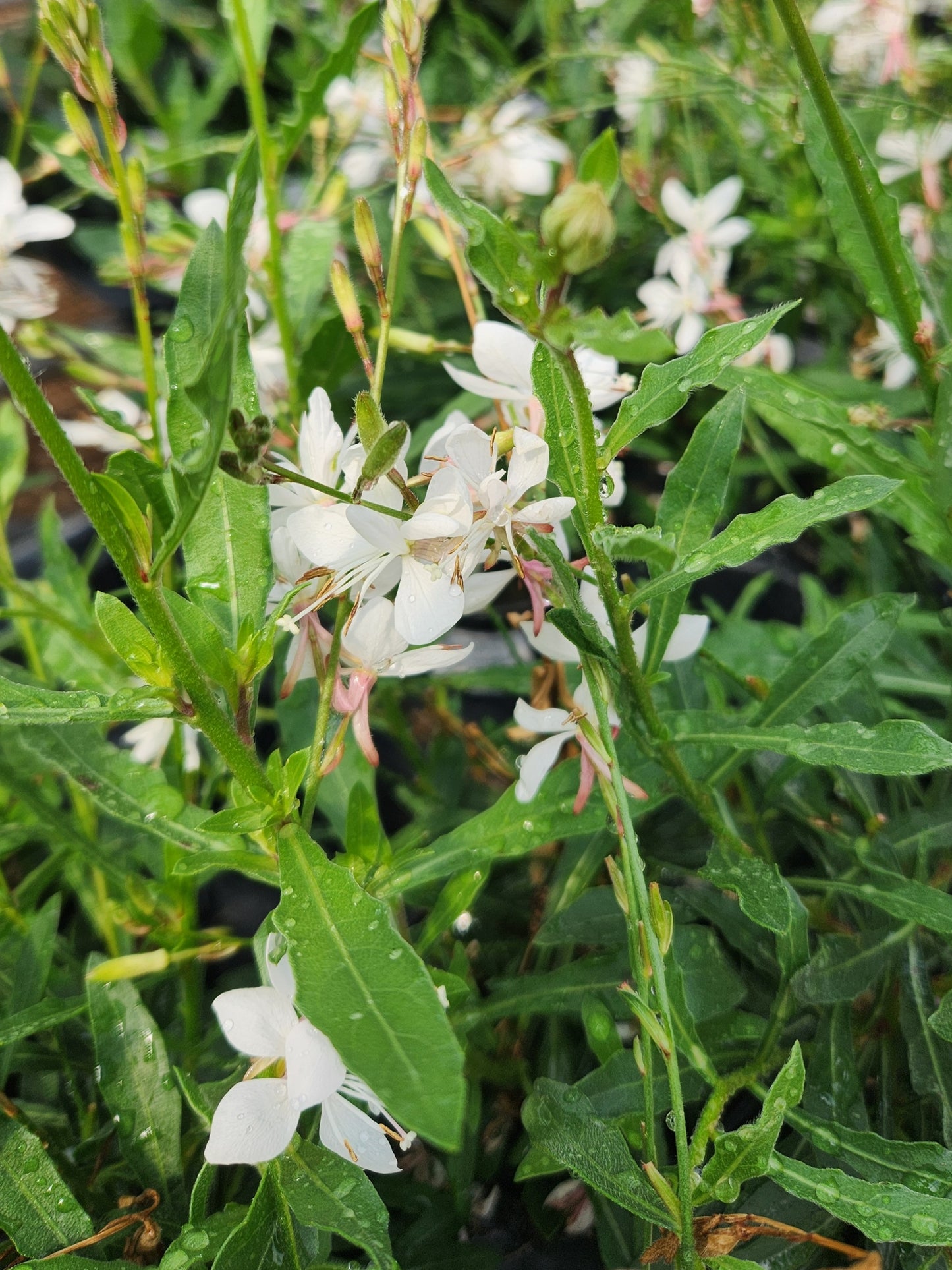 Whirling Butterflies 'Grace White' (Gaura)