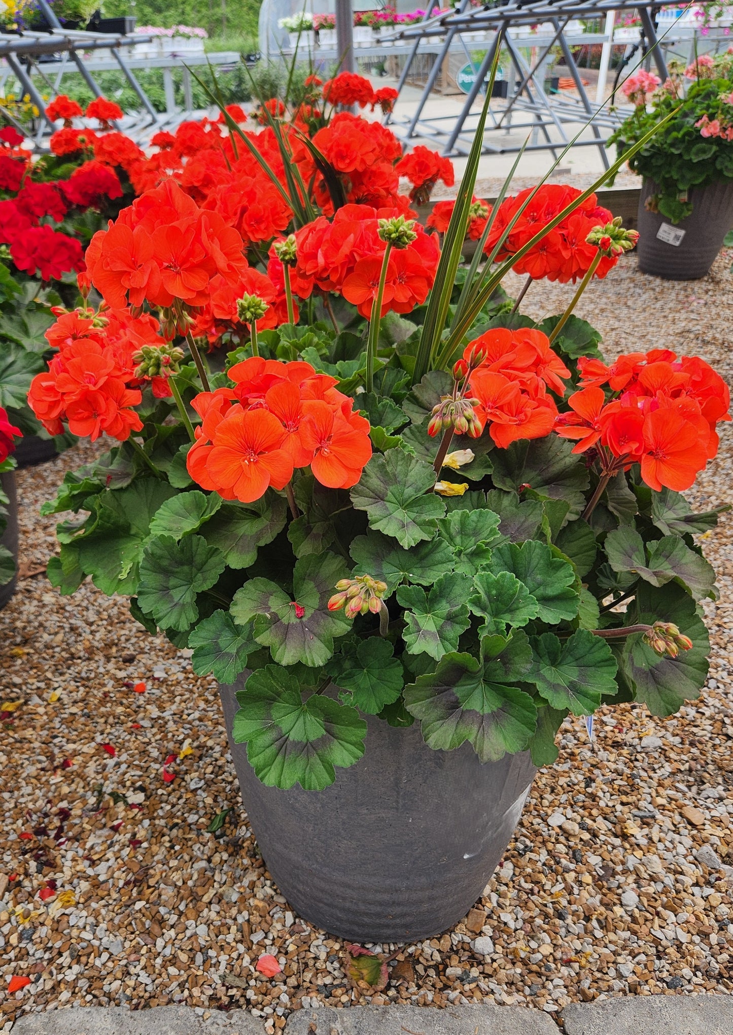 Geranium, Flowering Zonal Series (Pelargonium)