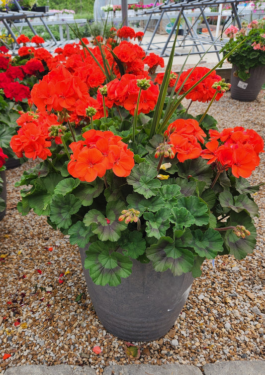Geranium, Flowering Zonal (Pelargonium)