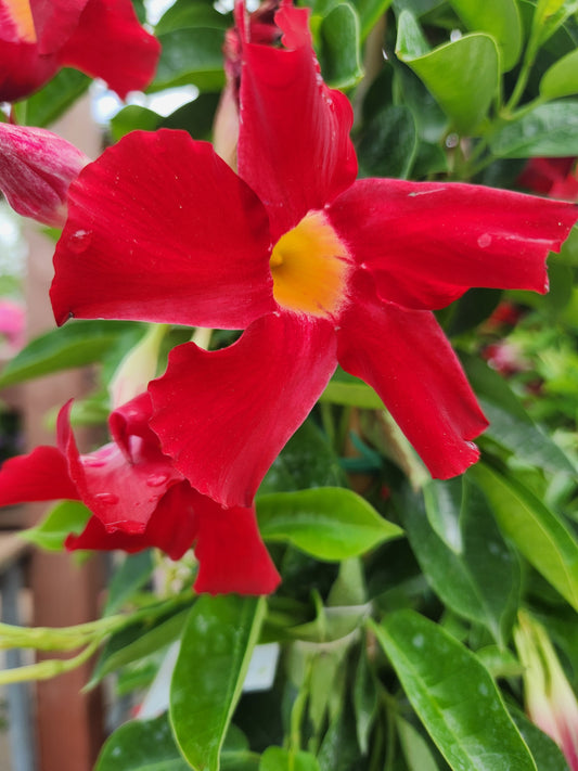 Vine, Mandevilla / Bolivia Jasmine Sun Parasol Giant Series
