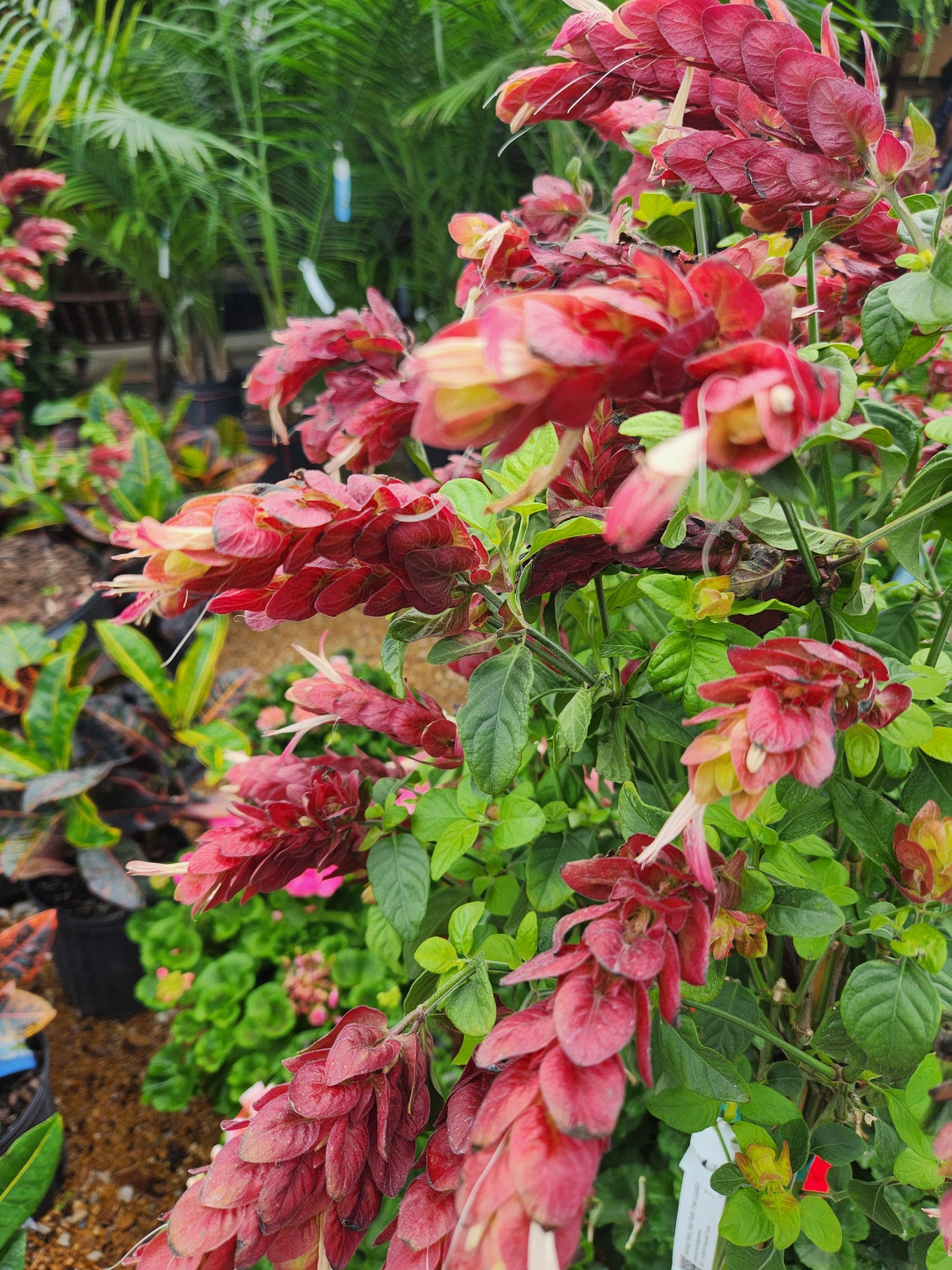 Shrimp Plant, Red (Justicia) Patio Tree