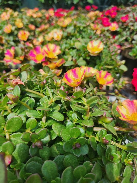 Purslane/ Sun Rose 'Mega Pink Twist' (Portulaca)