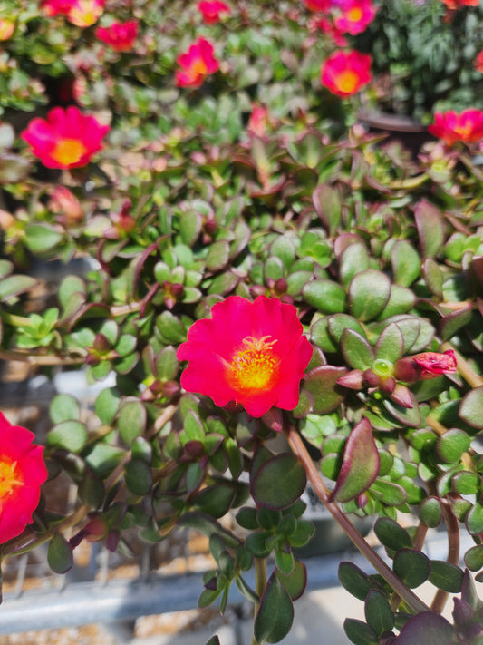 Purslane/ Sun Rose 'Mega Dark Pink' (Portulaca)