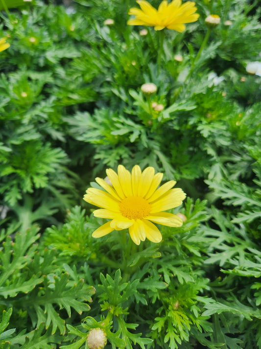 Marguerite Daisy (Argyranthemum)