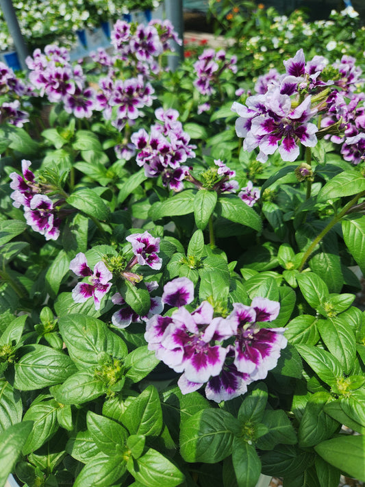 Waxweed, Creeping (Cuphea)