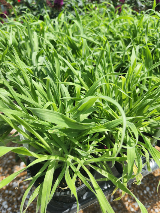 Grass, Rabbit's / Bunny's Tail (Lagurus)