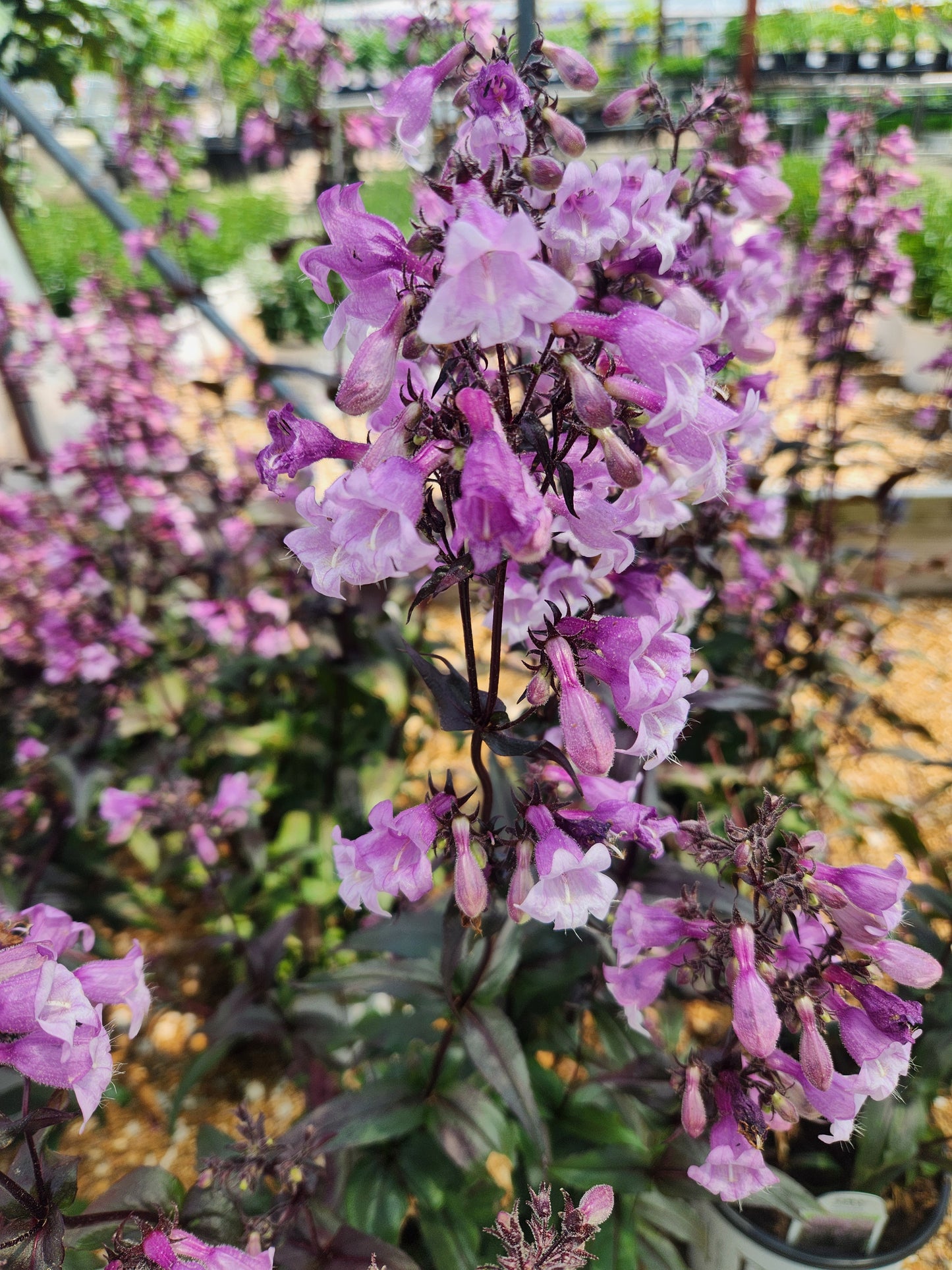 Beardtongue 'Midnight Masquerade' (Penstemon)
