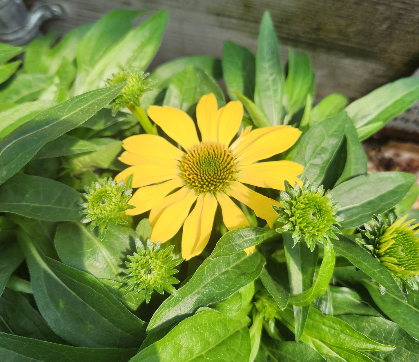 Coneflower, 'Sombrero Lemon Yellow' (Echinacea)