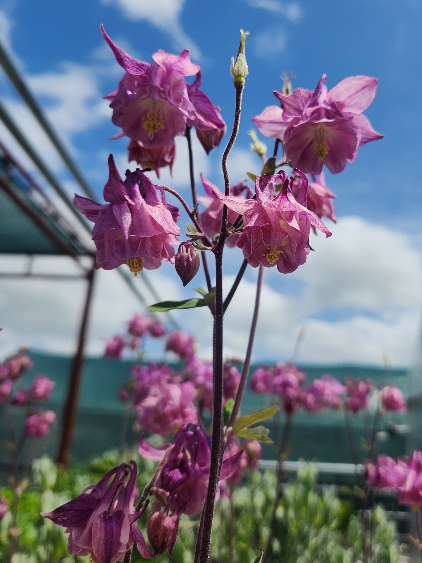 Columbine, European / Granny's Bonnet (Aquilegia)