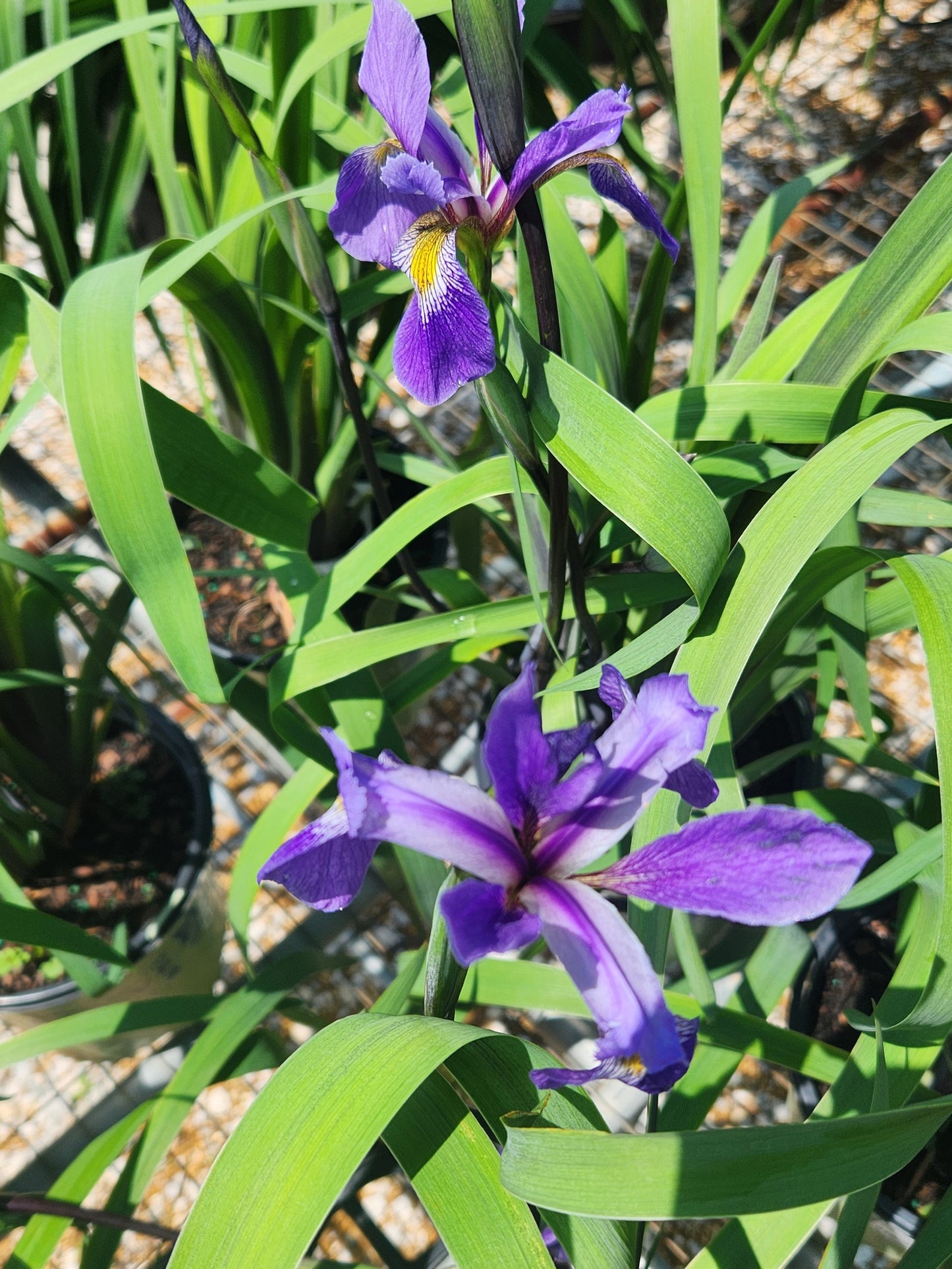 Iris, Blue Flag 'Purple Flame' (Iris)