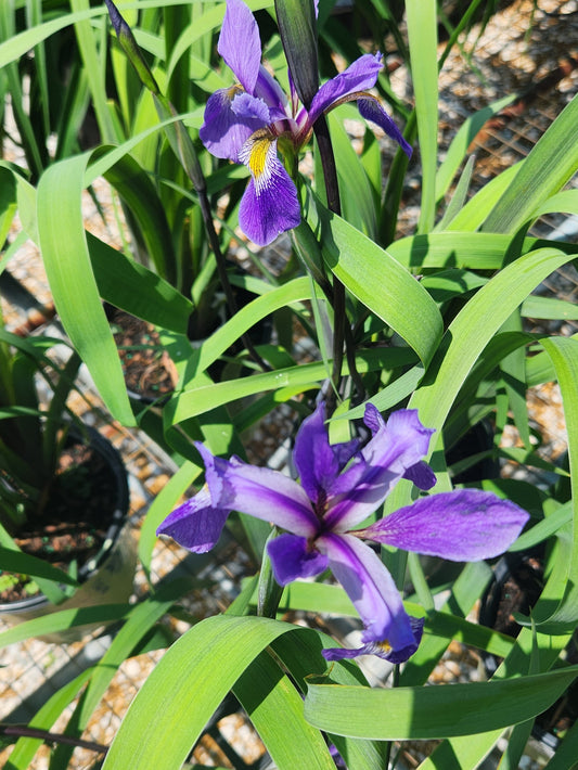 Iris, Blue Flag 'Purple Flame' (Iris)